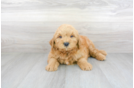 Meet Artie - our Mini Goldendoodle Puppy Photo 1/3 - Florida Fur Babies