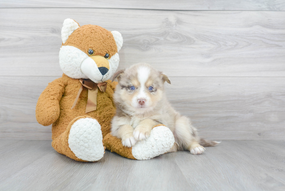 Meet Titan - our Pomsky Puppy Photo 2/3 - Florida Fur Babies