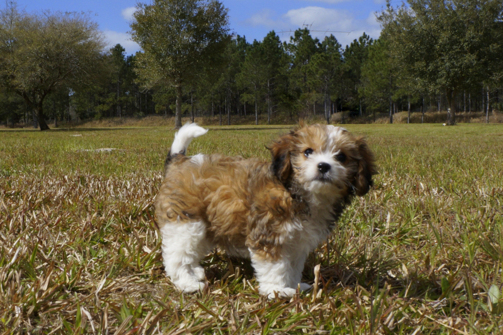 Meet Roy - our Cavachon Puppy Photo 1/4 - Florida Fur Babies