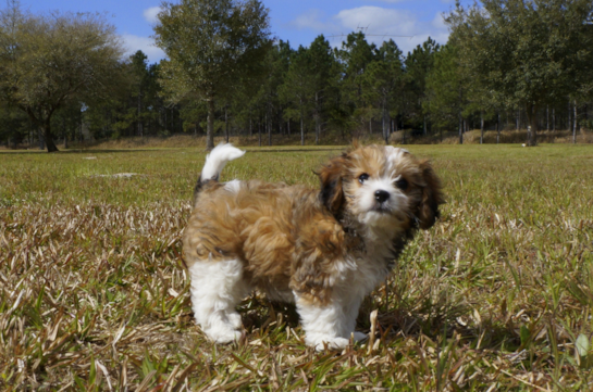 336 week old Cavachon Puppy For Sale - Florida Fur Babies