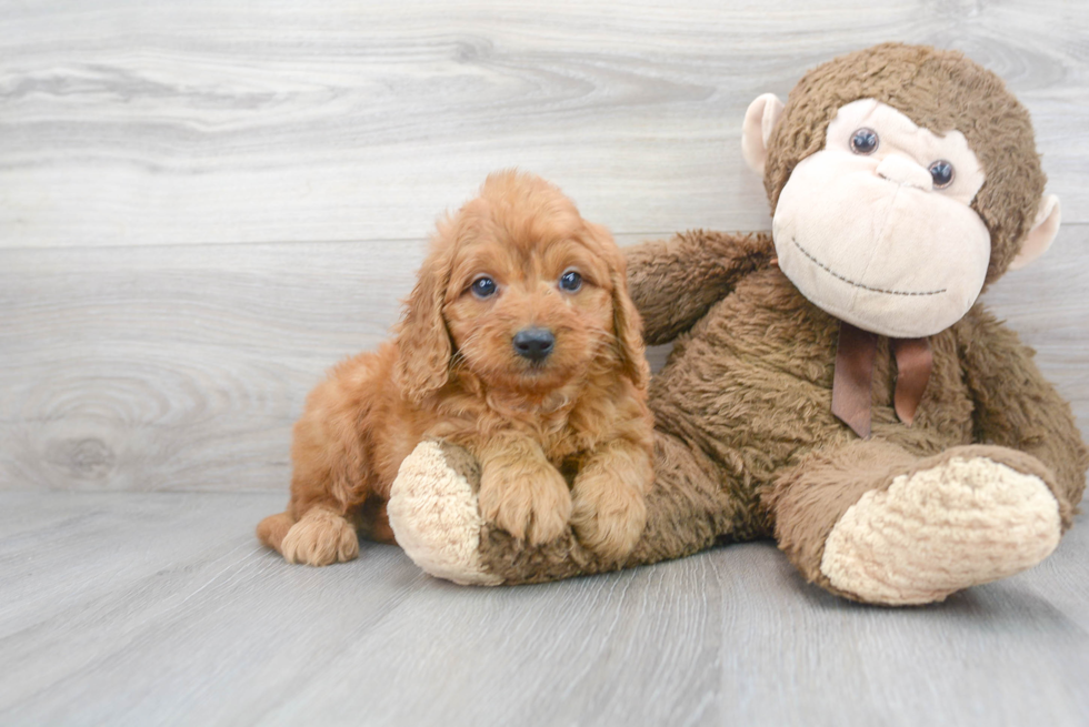Meet Bentley - our Mini Goldendoodle Puppy Photo 2/3 - Florida Fur Babies