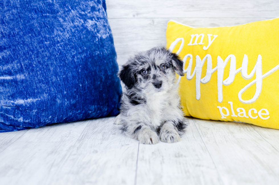 Meet  Milo - our Mini Corgidoodle Puppy Photo 1/5 - Florida Fur Babies