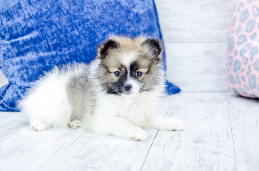 Meet Stacy - our Pomeranian Puppy Photo 4/5 - Florida Fur Babies
