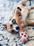 Cute Pembroke Welsh Corgi Pup
