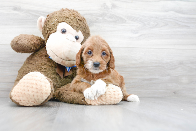 Meet Fiona - our Mini Goldendoodle Puppy Photo 1/3 - Florida Fur Babies