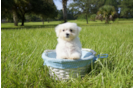 Meet  Victoria - our Maltese Puppy Photo 3/4 - Florida Fur Babies