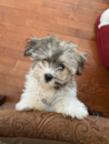 Puppy For Sale - Florida Fur Babies Puppy For Sale - Florida Fur Babies