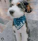Mini Bernedoodle Being Cute Mini Bernedoodle Being Cute