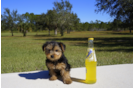 Meet Ivy - our Yorkshire Terrier Puppy Photo 4/4 - Florida Fur Babies