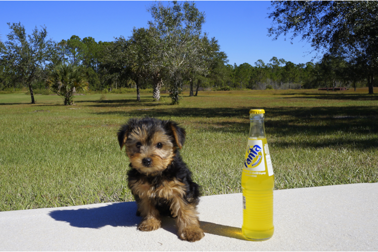 Meet Ivy - our Yorkshire Terrier Puppy Photo 4/4 - Florida Fur Babies