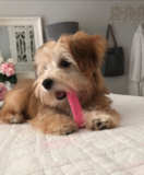 Cute Morkie Designer Pup