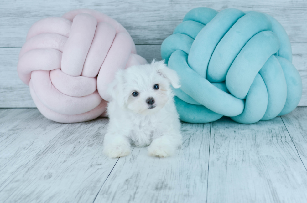 Meet  Snowflake - our Maltese Puppy Photo 1/5 - Florida Fur Babies