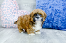 Meet Lucas - our Lhasa Apso Puppy Photo 4/4 - Florida Fur Babies