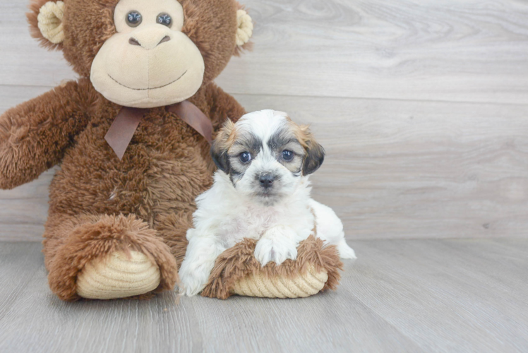 Meet Galaxy - our Teddy Bear Puppy Photo 1/3 - Florida Fur Babies