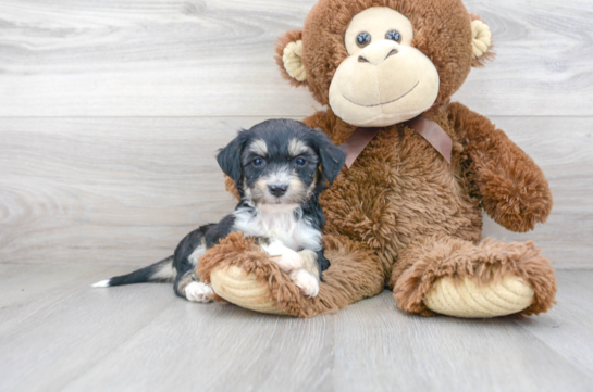 22 week old Aussiechon Puppy For Sale - Florida Fur Babies