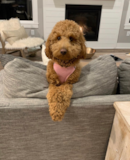 Cute Golden Retriever Poodle Mix Pup Cute Golden Retriever Poodle Mix Pup