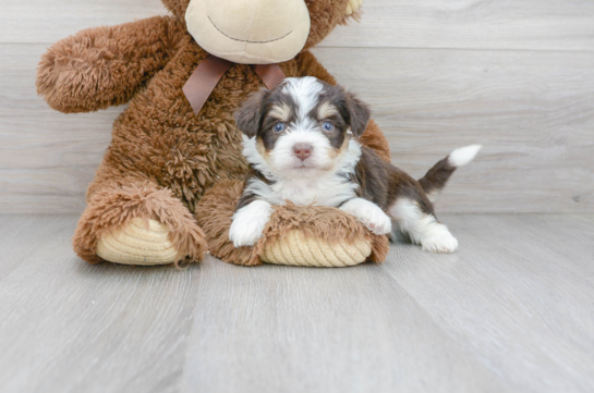 16 week old Aussiechon Puppy For Sale - Florida Fur Babies