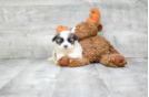 Meet  Jack - our Teddy Bear Puppy Photo 2/3 - Florida Fur Babies