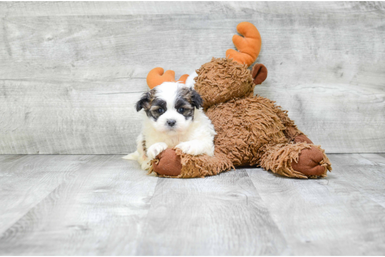 Meet  Jack - our Teddy Bear Puppy Photo 2/3 - Florida Fur Babies