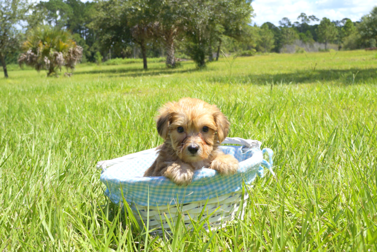 Meet Carlsen - our Morkie Puppy Photo 1/3 - Florida Fur Babies