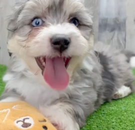 Aussie Bichon Puppies For Sale - Florida Fur Babies