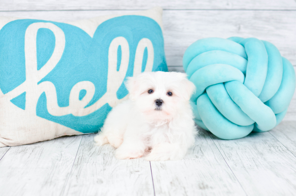 Meet  Apollo - our Maltese Puppy Photo 1/4 - Florida Fur Babies