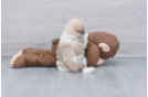 Meet Patches - our Havanese Puppy Photo 3/3 - Florida Fur Babies