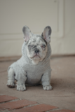 French Bulldog Being Cute