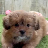 Cute Pomtzu Designer Pup