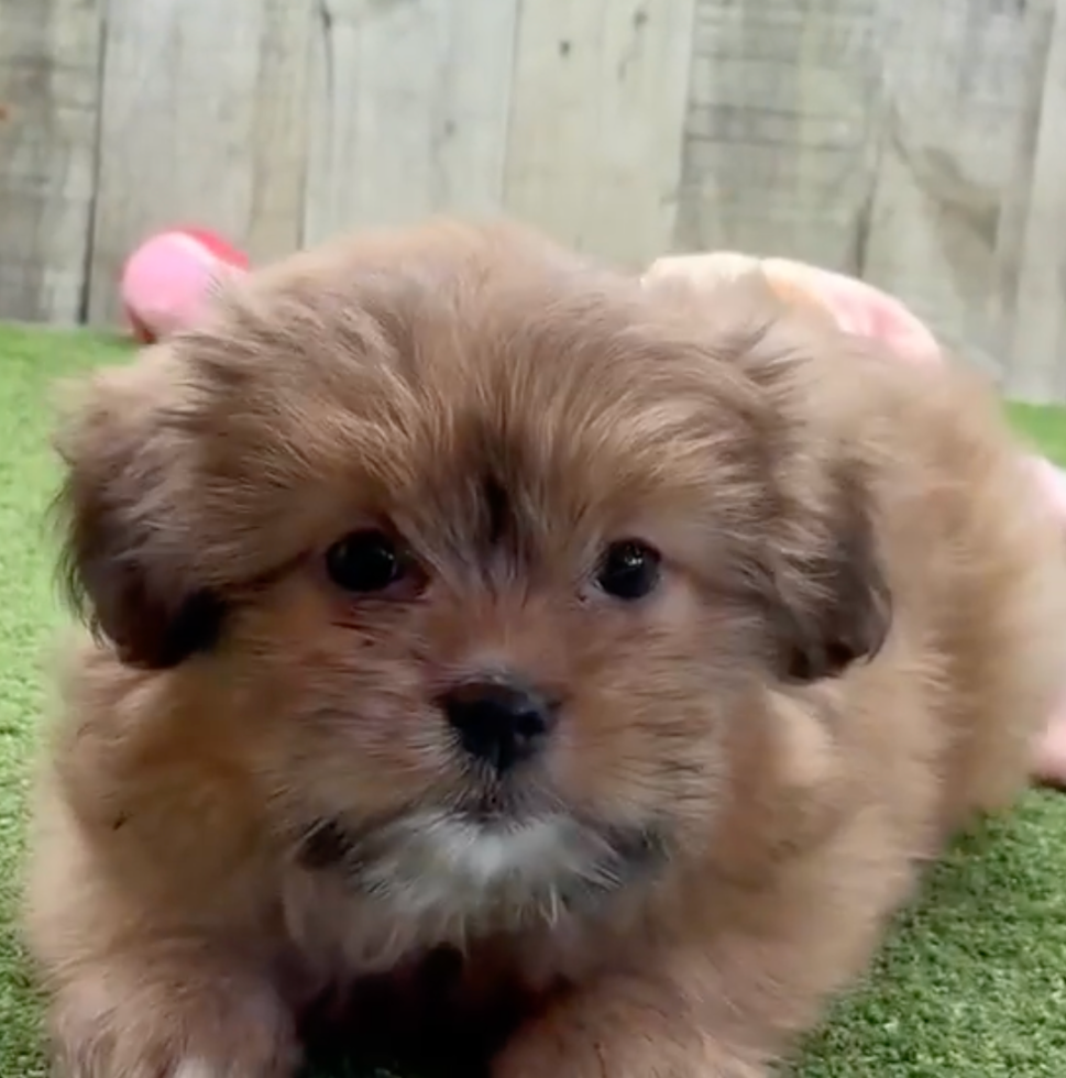 Cute Pomtzu Designer Pup