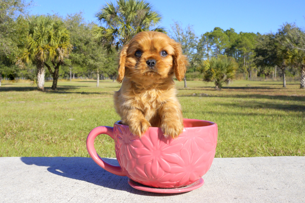 Meet Lexington - our Cavalier King Charles Spaniel Puppy Photo 2/4 - Florida Fur Babies