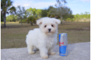 Meet Francisco - our Maltese Puppy Photo 2/5 - Florida Fur Babies
