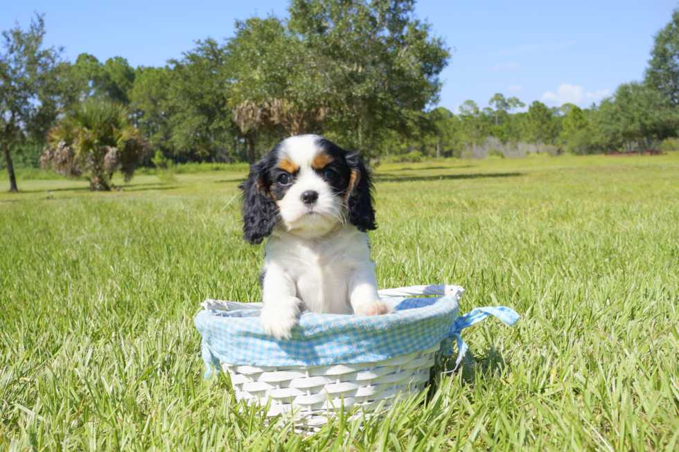 Meet Layla - our Cavalier King Charles Spaniel Puppy Photo 1/4 - Florida Fur Babies