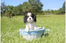 Meet Layla - our Cavalier King Charles Spaniel Puppy Photo 1/4 - Florida Fur Babies