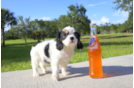 Meet Ethan - our Cavalier King Charles Spaniel Puppy Photo 2/4 - Florida Fur Babies
