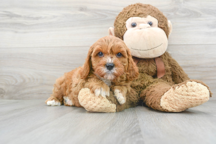 Meet Rover - our Mini Goldendoodle Puppy Photo 1/3 - Florida Fur Babies