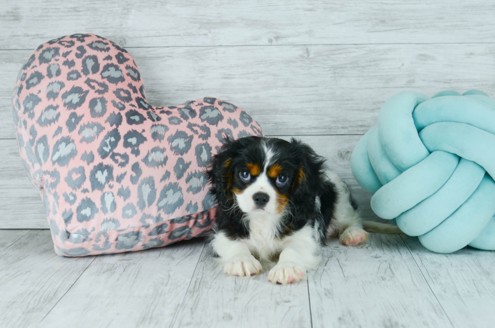Meet  Henry - our Cavalier King Charles Spaniel Puppy Photo 3/4 - Florida Fur Babies