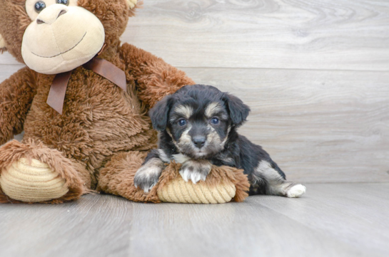 16 week old Aussiechon Puppy For Sale - Florida Fur Babies