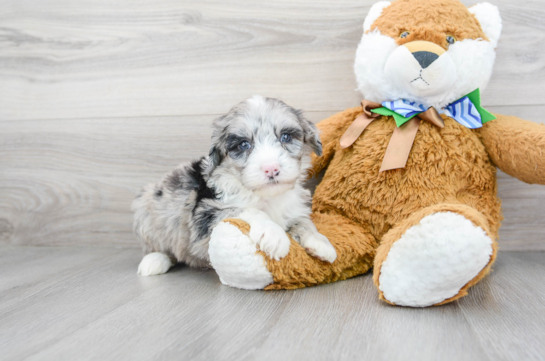 16 week old Mini Sheepadoodle Puppy For Sale - Florida Fur Babies