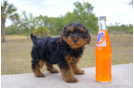 Meet Claire - our Yorkie Poo Puppy Photo 3/6 - Florida Fur Babies