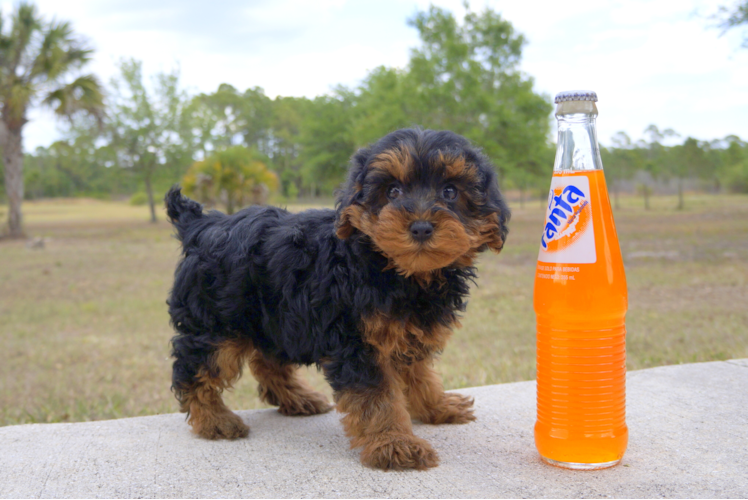 Meet Claire - our Yorkie Poo Puppy Photo 3/6 - Florida Fur Babies