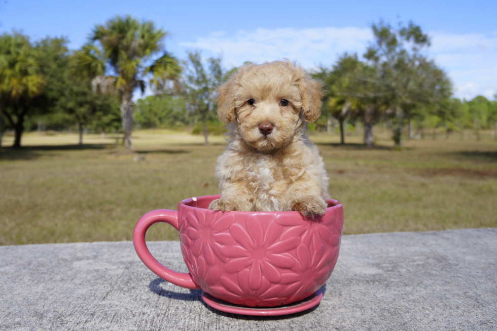 Meet Topper - our Cavapoo Puppy Photo 2/2 - Florida Fur Babies