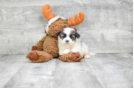 Meet  Jack - our Teddy Bear Puppy Photo 1/3 - Florida Fur Babies