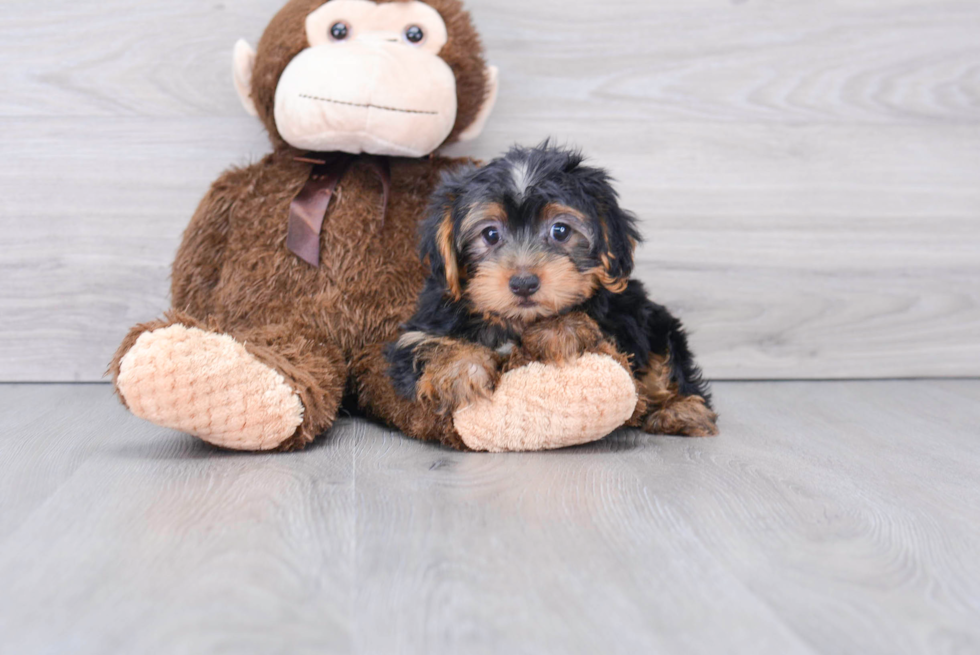 Meet Timmy - our Yorkshire Terrier Puppy Photo 2/2 - Florida Fur Babies