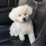 Bichon Frise Being Cute Bichon Frise Being Cute