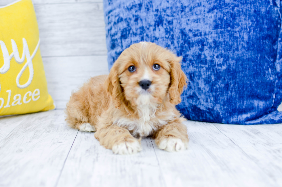 Meet  Torben - our Cavapoo Puppy Photo 6/6 - Florida Fur Babies