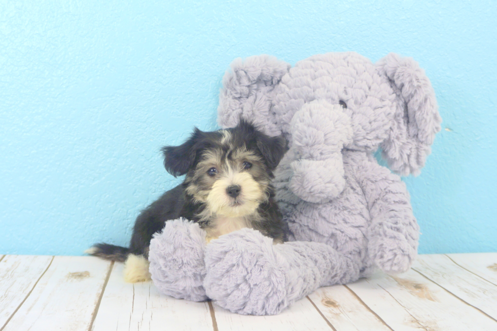 Meet Shep - our Teddy Bear Puppy Photo 2/3 - Florida Fur Babies
