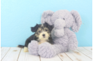 Meet Shep - our Teddy Bear Puppy Photo 2/3 - Florida Fur Babies