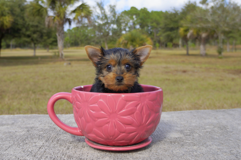 Meet Candy - our Yorkshire Terrier Puppy Photo 3/3 - Florida Fur Babies