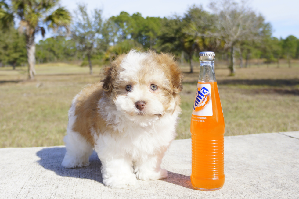Meet James - our Havanese Puppy Photo 6/6 - Florida Fur Babies
